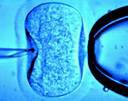 ivf obrazek 1 150x150 První miminko narozené z nové metody umělého oplodnění