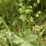 kontryhel obecny nat alchemilla vulgaris1 150x150 150x150 První miminko narozené z nové metody umělého oplodnění