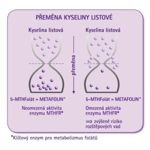 6 kyselina listova premena